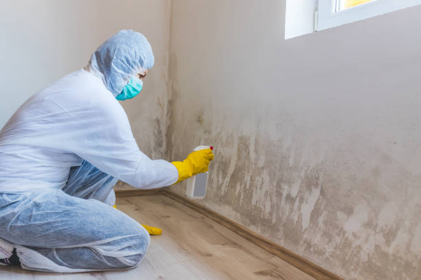 Licensed Mold Testing service in Clearfield, PA - WQB Mold Removal